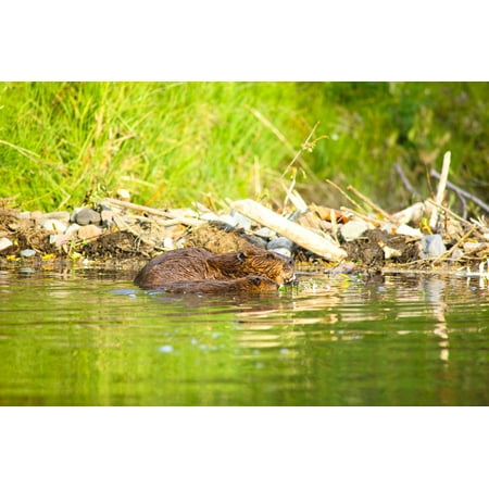 A Beaver And Baby Feed Near Their Dam In Jack Creek Off Nabesna Road Wrangell Saint Elias National Park Southcentral AlaskaNsummer