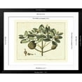 thumbnail image 5 of Art.com Delicate Botanical IV Art Print by Samuel Curtis, Black Frame Wall Art, 40" x 32", 5 of 5