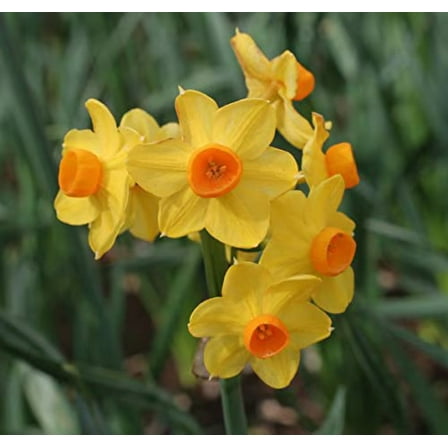 15 Grand Soleil D'or' Narcissus Bulbs - Indoor Narcissus: Nice, Healthy Bulbs for Holiday Forcing!!