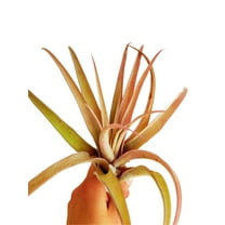 It Blooms  Rainforest Grown  Extra Large Capitata Peach  Air Plant - Live Tillandsia - 5 to 10 inches - 30 Day Guarantee