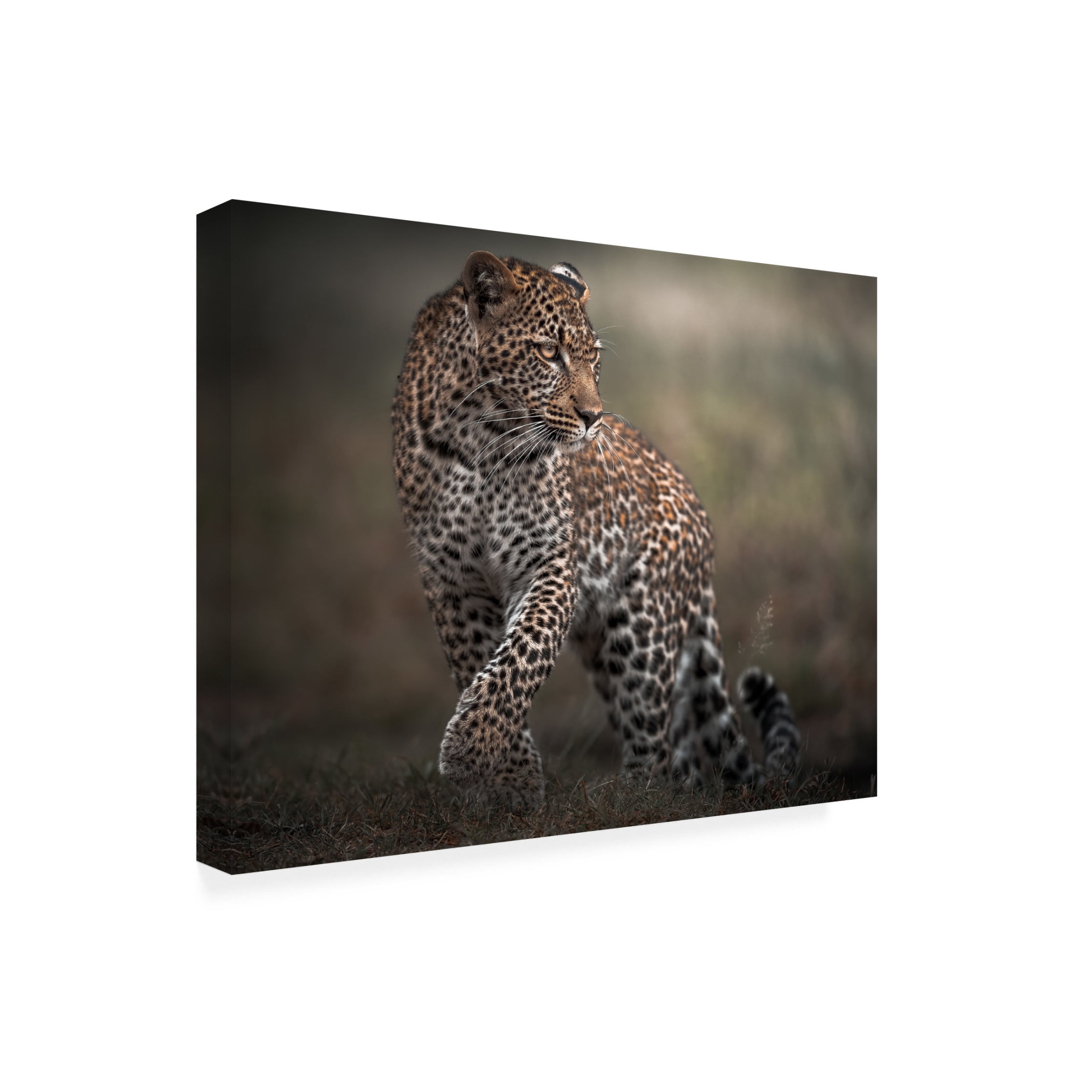 Trademark Fine Art Ahmed Sobhi Surprise Canvas Wall Art