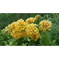 Buddleia Non-Invasive YELLOW HONEYCOMB Butterfly Bush Summer Lilac ...