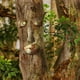 thumbnail image 3 of Estatua al aire libre con cara de árbol, anciano abrazando el árbol, corteza, mueca, característica facial, decoración, 3 of 5
