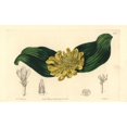 thumbnail image 2 of Golden Daubenya, Daubenya Aurea Poster Print By ® Florilegius Mary Evans (36 X 24), 2 of 4