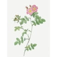 thumbnail image 3 of Redoute, Pierre Joseph 12x14 Black Modern Framed Museum Art Print Titled - Sweetbriar, Rusty Rose with Three Flowers, Rosa rubiginosa triflora, 3 of 5