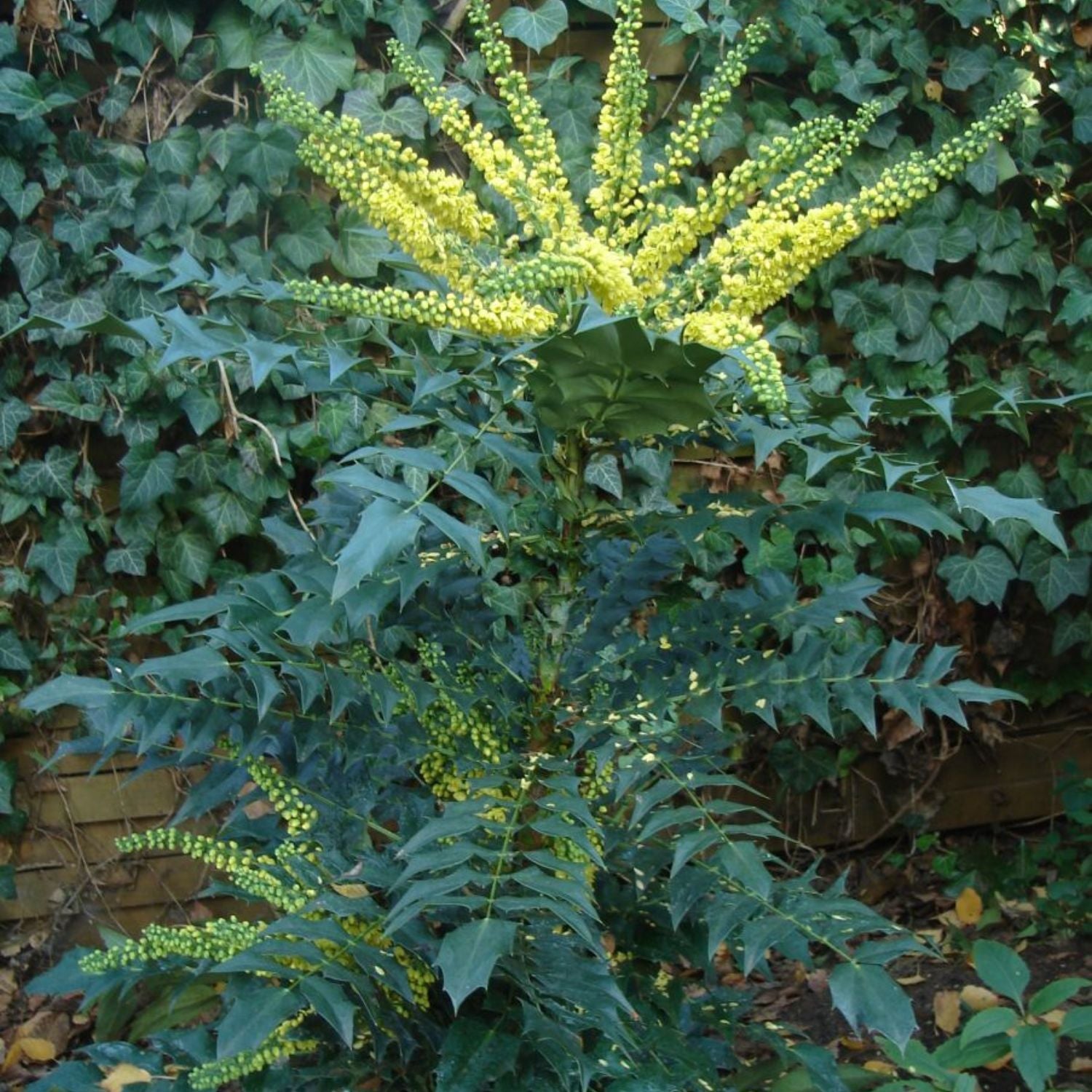 Expert Gardener 1-2' Mahonia Winter Sun Live Tree in 1 gal. Grower Pot