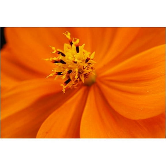 Trademark Art "Orange Flower" Canvas Art by Kurt Shaffer