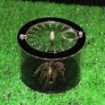 thumbnail image 3 of AMONIDA Reptile Feeding Box With Lid, Transparent Portable Plastic Pet Houses Animal Cage For Lizard Spider Scorpion, 3 of 8
