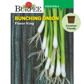 tobacco seeds walmart 1000 Connecticut Broadleaf Tobacco Seeds ~ Heirloom Non-GMO Nicotiana  Tabacum