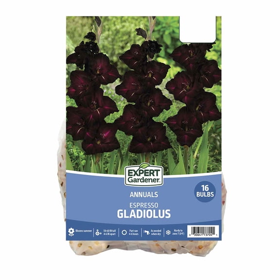 Expert Gardener Gladiolus Espresso Dormant Bulbs, Set of 16, Annual, Partial Sun