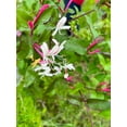 thumbnail image 4 of 2 Winter Honeysuckle Vine Plants, Rooted Vines in 3.5 inch pots, 4 of 5