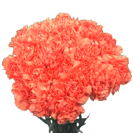 100 Stems of Orange Carnations- Beautiful Fresh Cut Flowers- Express Delivery 100 Stems of Orange Carnations- Beautiful Fresh Cut Flowers- Express Delivery