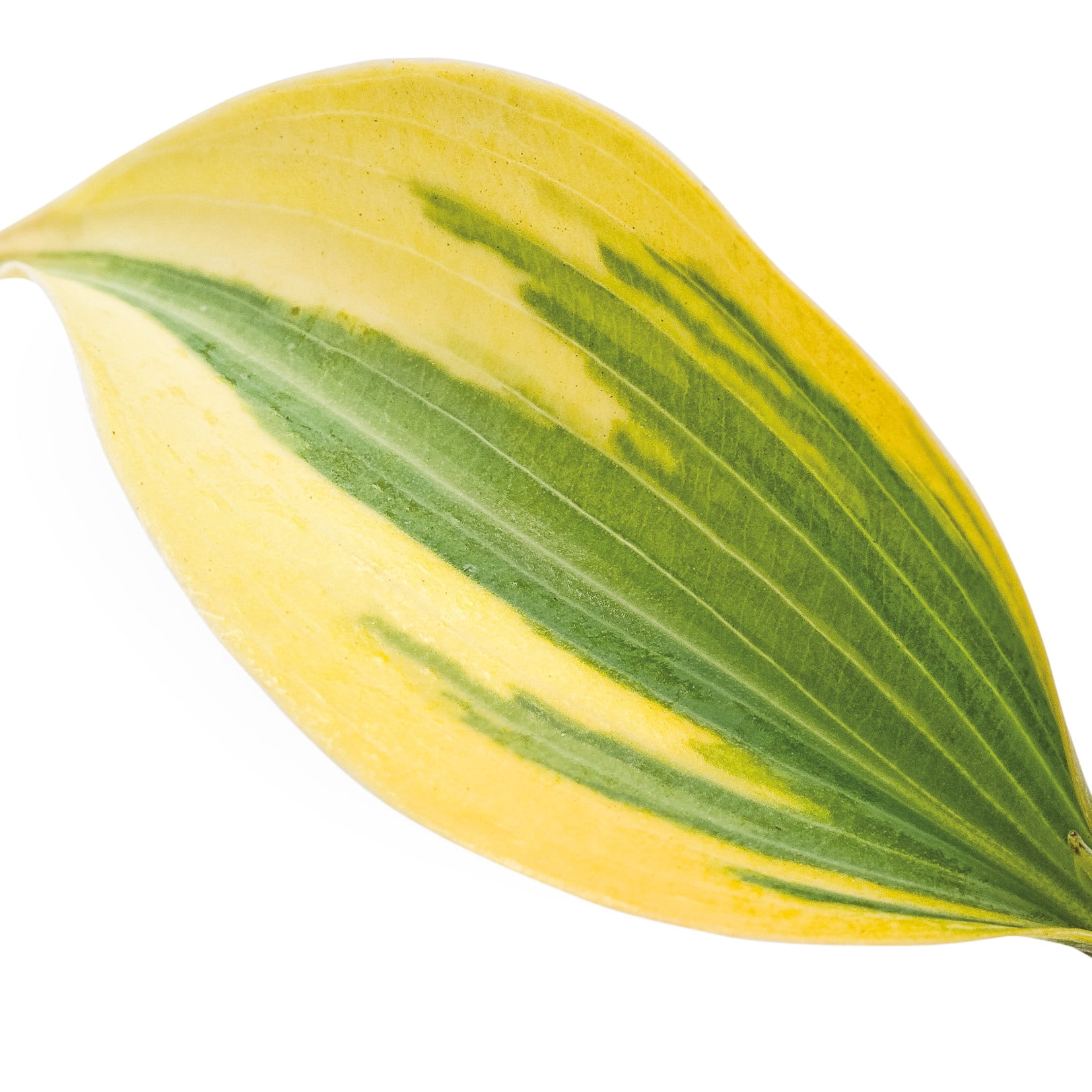 Proven Winners 6" Shadowland 'Autumn Frost' Hosta Live Plant in 6.5" Pot