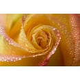 thumbnail image 2 of Rotenberg, Nancy 32x23 White Modern Wood Framed Museum Art Print Titled - Rose close-up with dew, 2 of 4