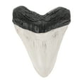 thumbnail image 1 of Miangastore Fausses Dents de Requin Fossilisées Préhistoriques Réalistes Décoration de Dents de Requin Modèle de Dents de Requin Dent de Requin Simulation Réaliste Modèle de Dents, 1 of 8
