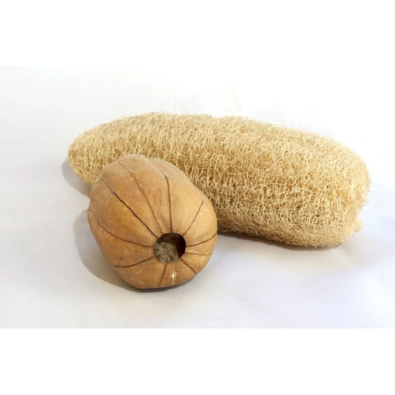 SEEDS = =Indian Luffa -10 Seed Pack- Natural Non GMO -Dry Fruit and Use as a Natural Sponge -Luffa Cylindrica = Serendipity Seeds