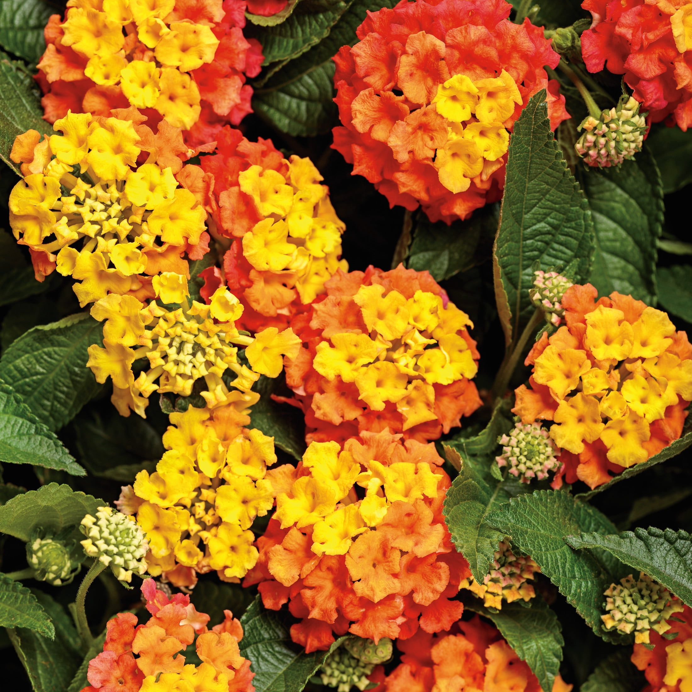 Proven Winners 4" Multicolor Luscious Basket Tangeglow Lantana Live Plant in 4.25" Pot (4 Count)