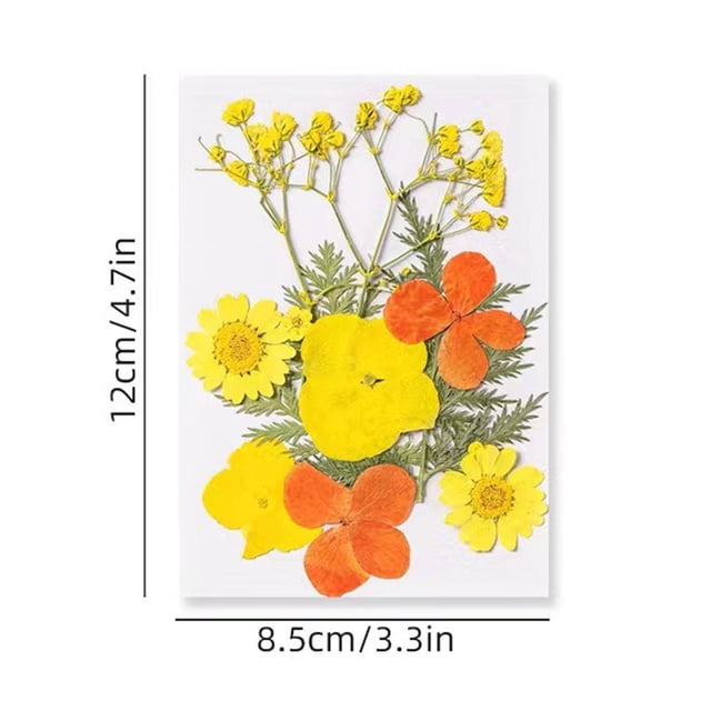 Colorful Natural Dried Flowers and Embossed Decorative Set