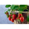 thumbnail image 2 of ⭐ Gardenera Labs Superior Potting Soil Blend for Strawberry Plants - Optimal Blend for Thriving and Juicy Strawberries (20 Quart), 2 of 2