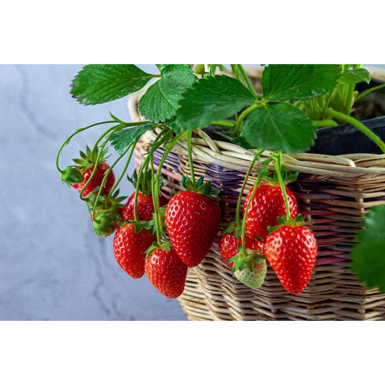 Gardenera Labs Superior Potting Soil Blend for Strawberry Plants -  Optimal Blend for Thriving and Juicy Strawberries (5 Quart)
