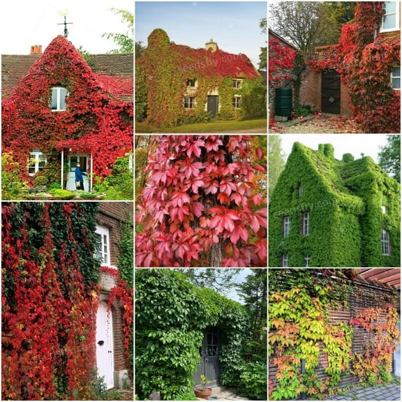Boston Ivy Climbing Vine Seeds for Planting - 100 Seeds