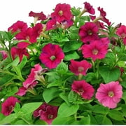 Miracle-gro Aerogardenlove Blooms (3 Pod