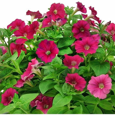 Miracle-gro Aerogardenlove Blooms (3 Pod