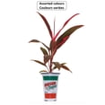 thumbnail image 1 of Plantes Tropicales Garden Tropics #4.33 Terminalis, Couleurs Assorties, 1 of 2