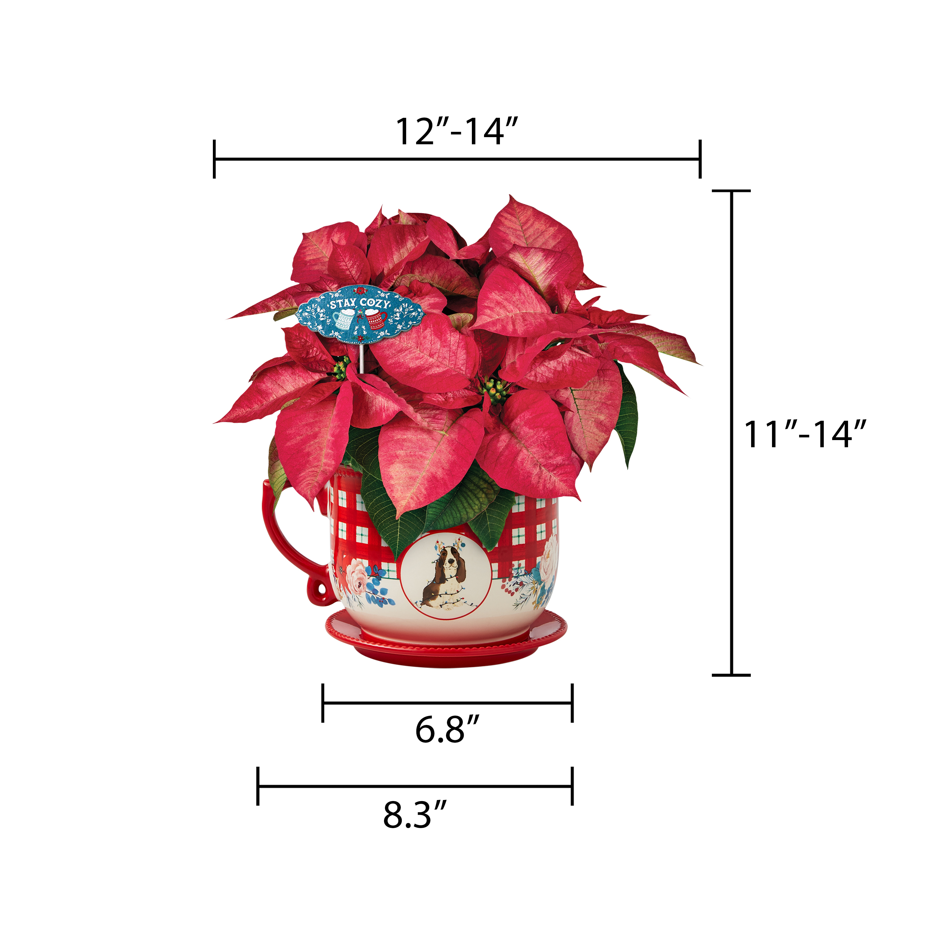 The Pioneer Woman Dark Pink Poinsettia Live Plant in 6" Mug Planter - image 9 of 9
