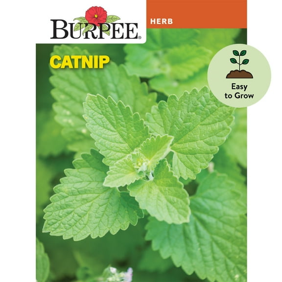 Burpee Catnip, Herb Seed, Annual Lifecycle, Full Sun