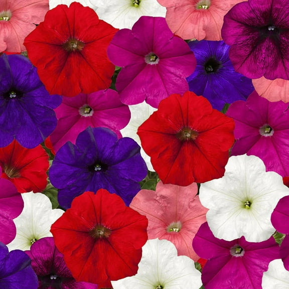 Petunia FotoFinish Mix F1 Seed