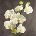 thumbnail image 3 of Antinori, Andrea 15x15 Black Modern Framed Museum Art Print Titled - Orchids on Grey Background II, 3 of 5