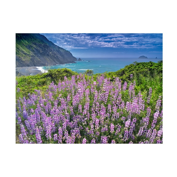 Dennis Frates 'Sea Grass 5' Canvas Art