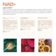 thumbnail image 4 of NAD+ 200 capsulas 1300mg ETERNAL NUTRITION con Trimethylglycine y Acido Alpha Lipoico, 4 of 8