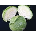 thumbnail image 2 of TomorrowSeeds - Late Flat Dutch Cabbage Seeds - 3000+ Count - For 2026 Planting Dutchhead Cold Hardy, 2 of 11
