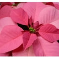 thumbnail image 5 of Holiday Time 1.68QT Pink Poinsettia Live Plant in Decorative Pot Cover, Indirect Sunlight, 5 of 7