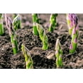 thumbnail image 2 of TomorrowSeeds - Mary Washington Asparagus Seeds - 3000+ Count - For 2026 Planting Perennial, 2 of 11