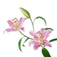 thumbnail image 2 of Pink Lilly Flowers Wall Decal by Wallmonkeys Peel and Stick Graphic (48 in W x 45 in H) WM265188, 2 of 4