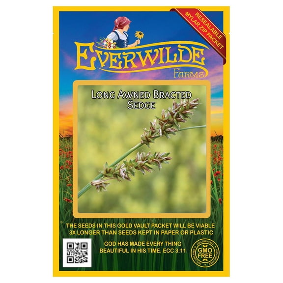 Everwilde Farms - 100 Long-awned Bracted Sedge Native Grass Seeds - Gold Vault Seed Packet
