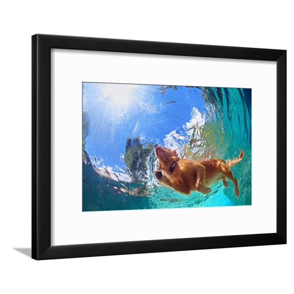 Underwater Photo of Golden Labrador Retriever Puppy in Outdoor Swimming Pool Play with Fun Jumpin, Animals Framed Art Print Wall Art by Tropical studio Sold by Art.Com
