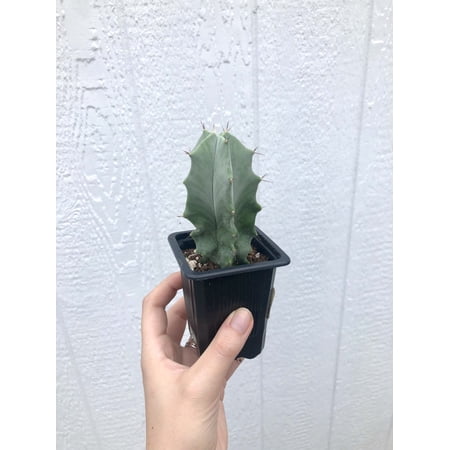 Hand Picked Nursery 2' Gray Ghost Organ Pipe Cactus Live Plants in 2.5" Pots
