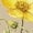 Tan, variant on Chin Up, Buttercup with Watercolor Yellow Buttercup Flower Art Merch Gift, White T-Shirt, Small
