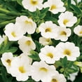 thumbnail image 2 of Proven Winners 4"  Superbells White Calibrachoa Live Plant in 4.25" Pot (4 Count), 2 of 11