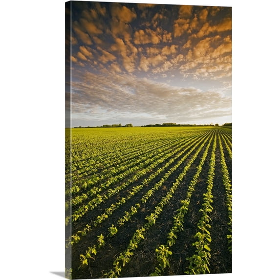 Great BIG Canvas | "Early Growth Soybean Field Near Lorette, Manitoba, Canada" Canvas Wall Art - 24x36