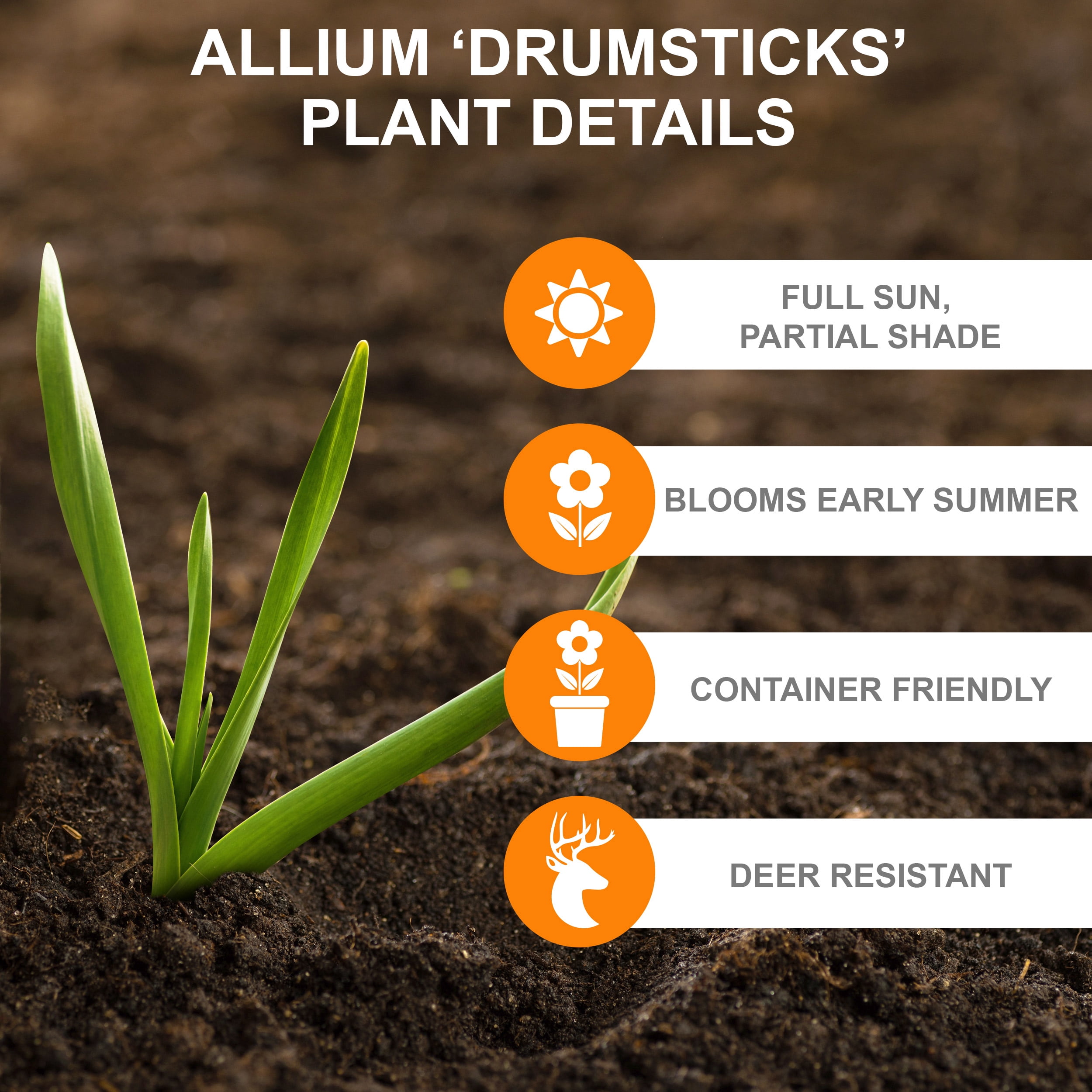Garden State Bulb Drumsticks Allium Flower Bulbs, 6/+ cm (Bag of 25)