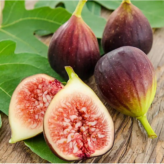 Brown Turkey Fig Plant Live for Planting, Ficus Carica Chicago Hardy Tree for The Patio and Garden 4 to 6 Inch Tall - Dormant in Winter