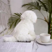 White Puppy Plush Toy -10  Pet Dog Stuffed Animal, Marzis Dog Plush Animal, Realistic Decor for Kid, Pillow Doll Gift
