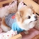 thumbnail image 5 of Ropa camisa Trajes cálidos de invierno Greeniant multicolor para perros pequeños Chihuahua Bulldog gris XS, 5 of 6