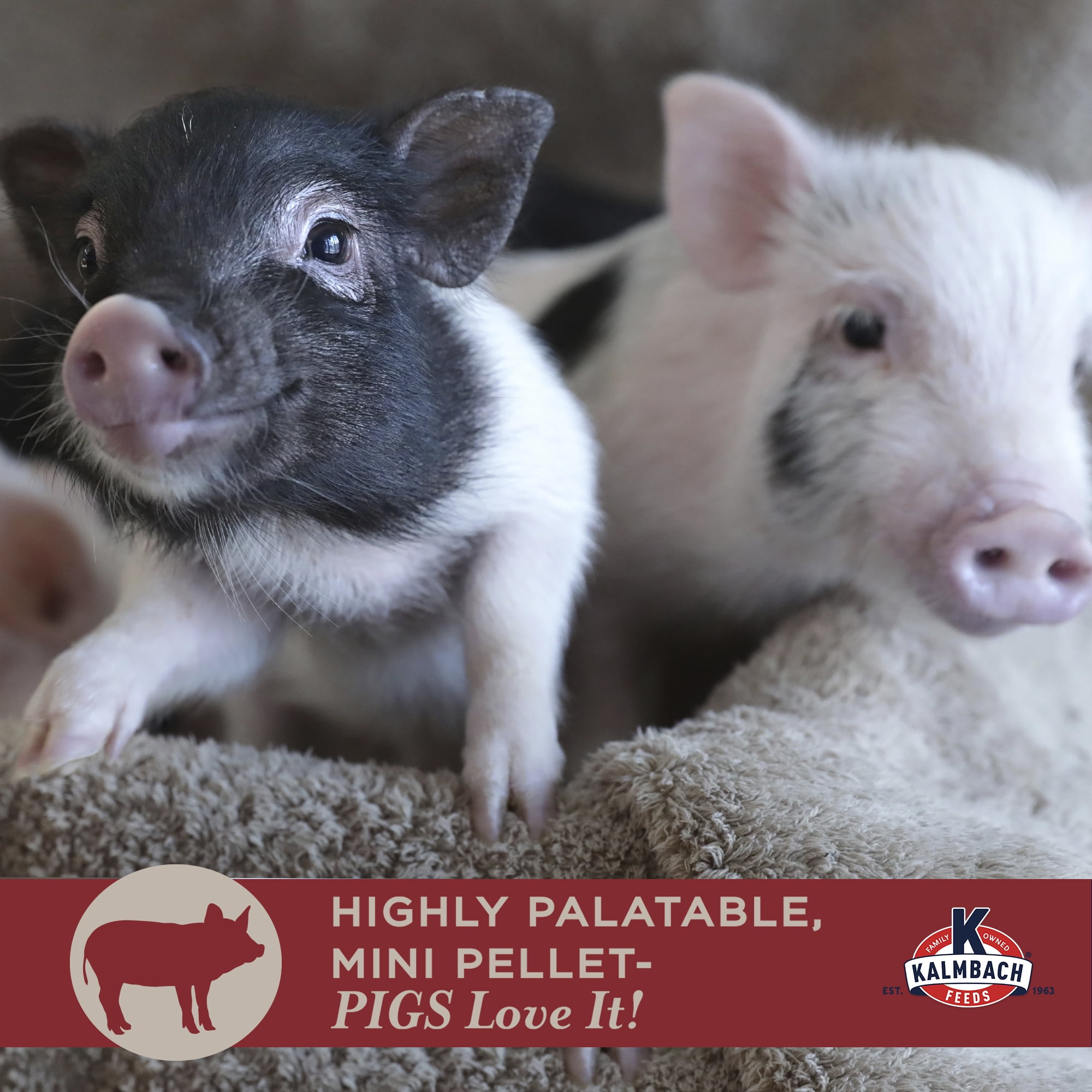 (4 pack) Kalmbach Feeds Squeals of Joy 16% Mini Pellet Food for Mini Pigs, 25 lb