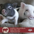 thumbnail image 4 of Kalmbach Feeds Squeals of Joy 16% Mini Pellet Food for Mini Pigs, 25 lb, 4 of 7